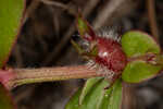 Harper's buttonweed